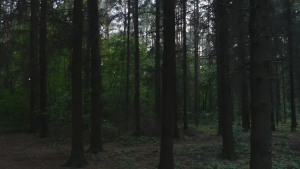 Forest Dusk.png